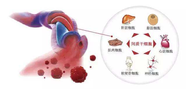 干細(xì)胞.jpg